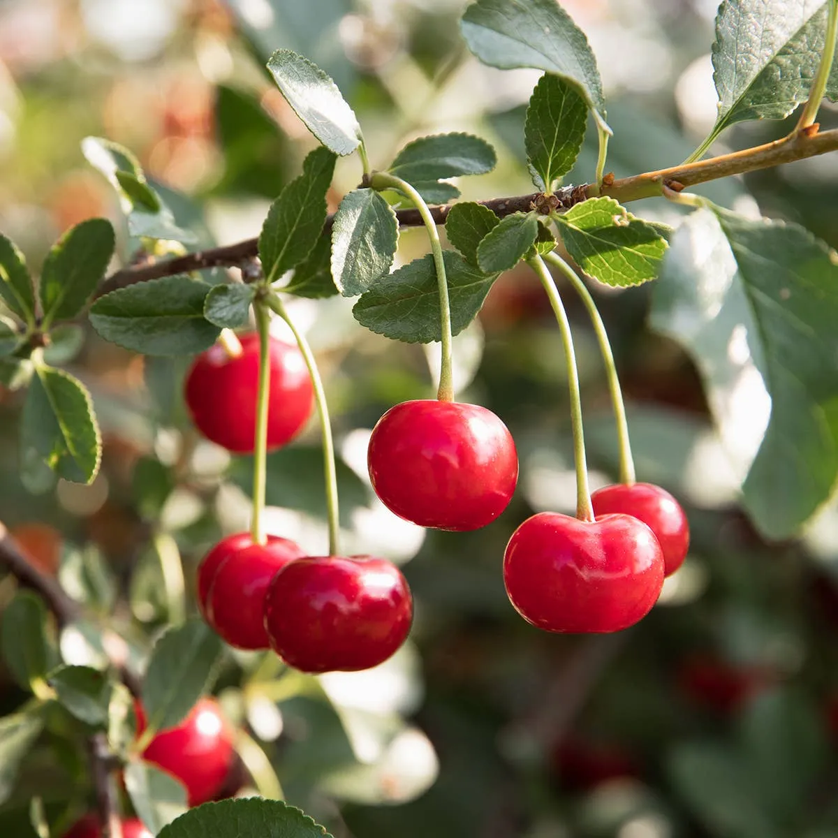Blake Hill Preserves - Tart Cherry with Cardamon and Port