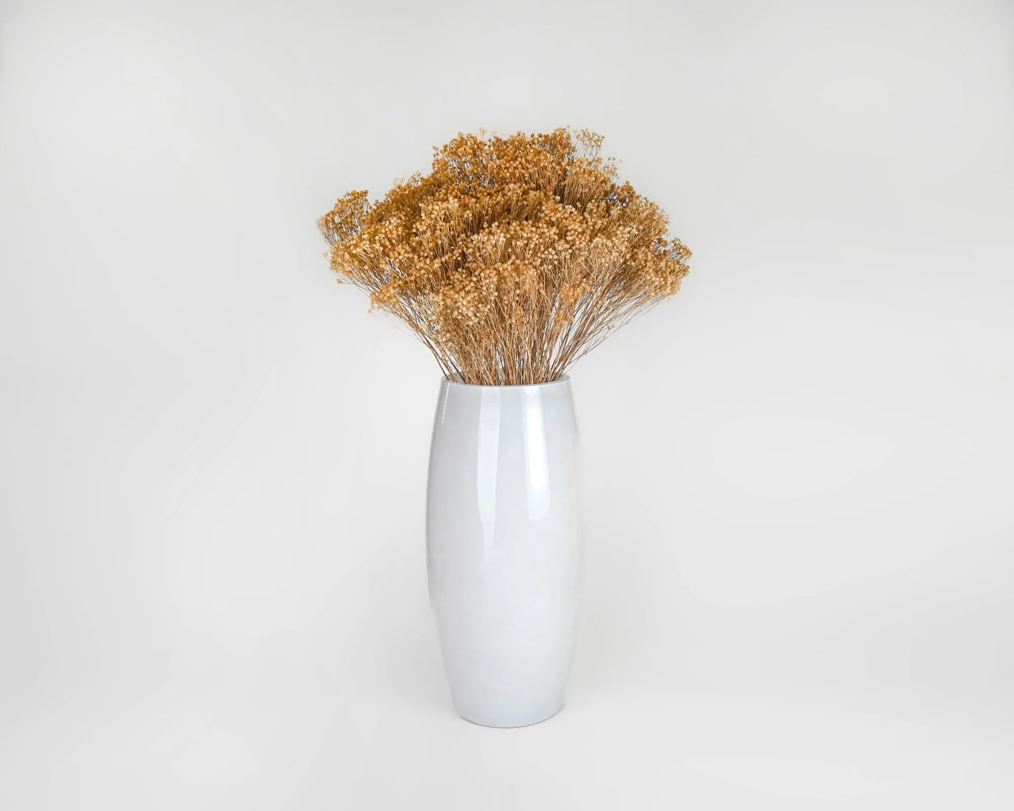 Dried Broom Bloom Flowers - Colors