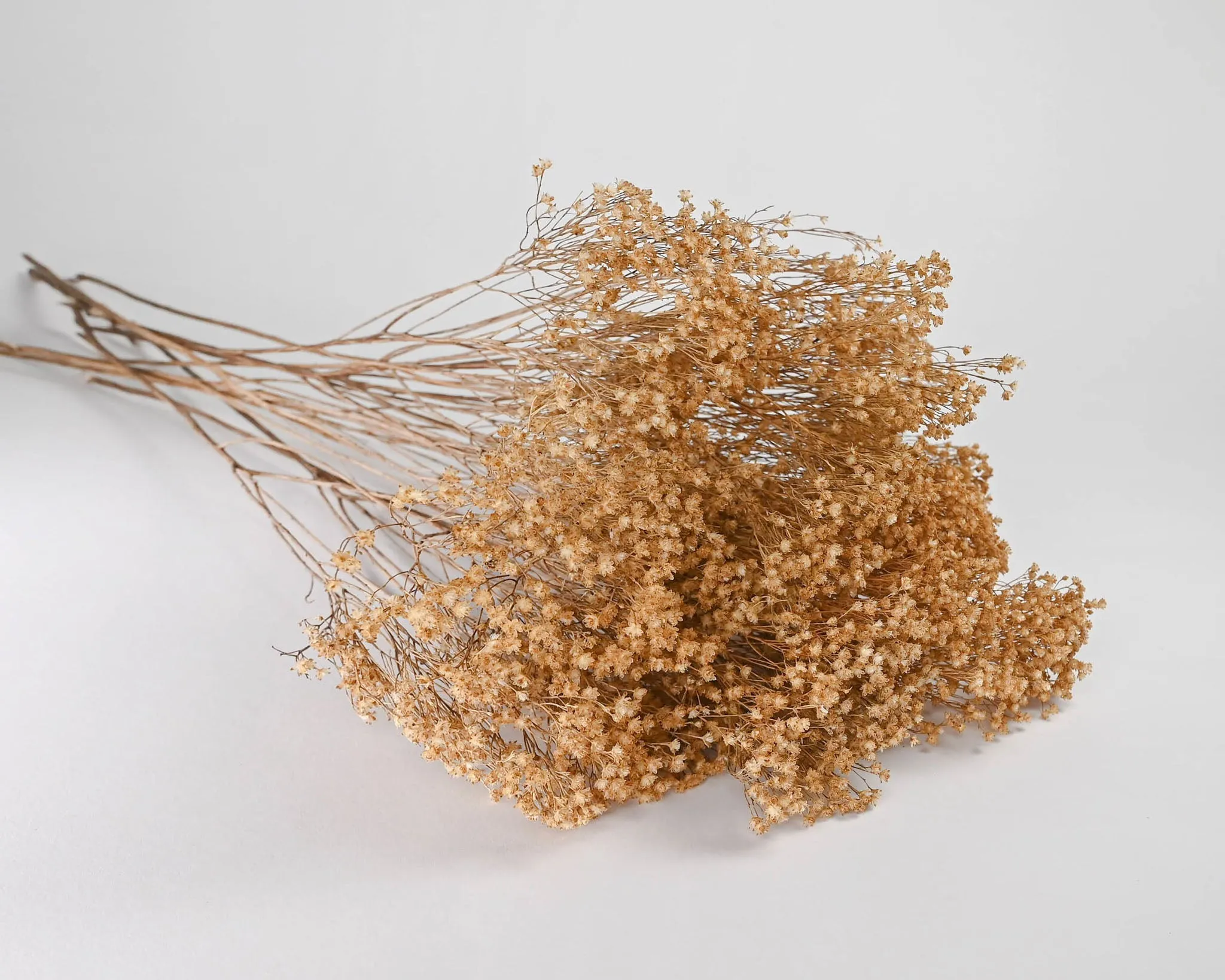 Dried Broom Bloom Flowers - Colors