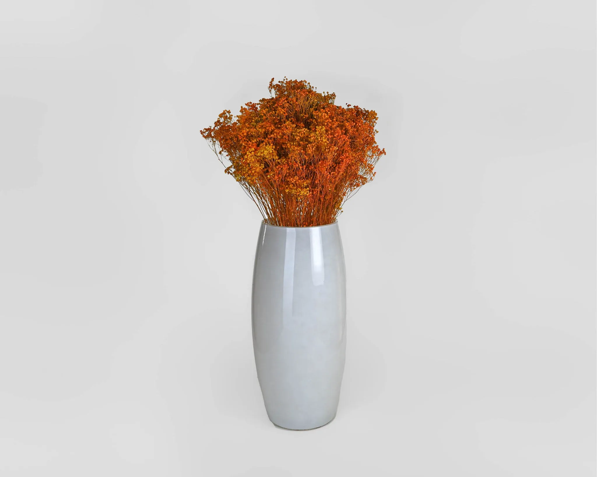 Dried Broom Bloom Flowers - Colors