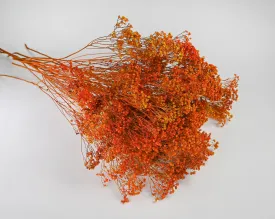 Dried Broom Bloom Flowers - Colors
