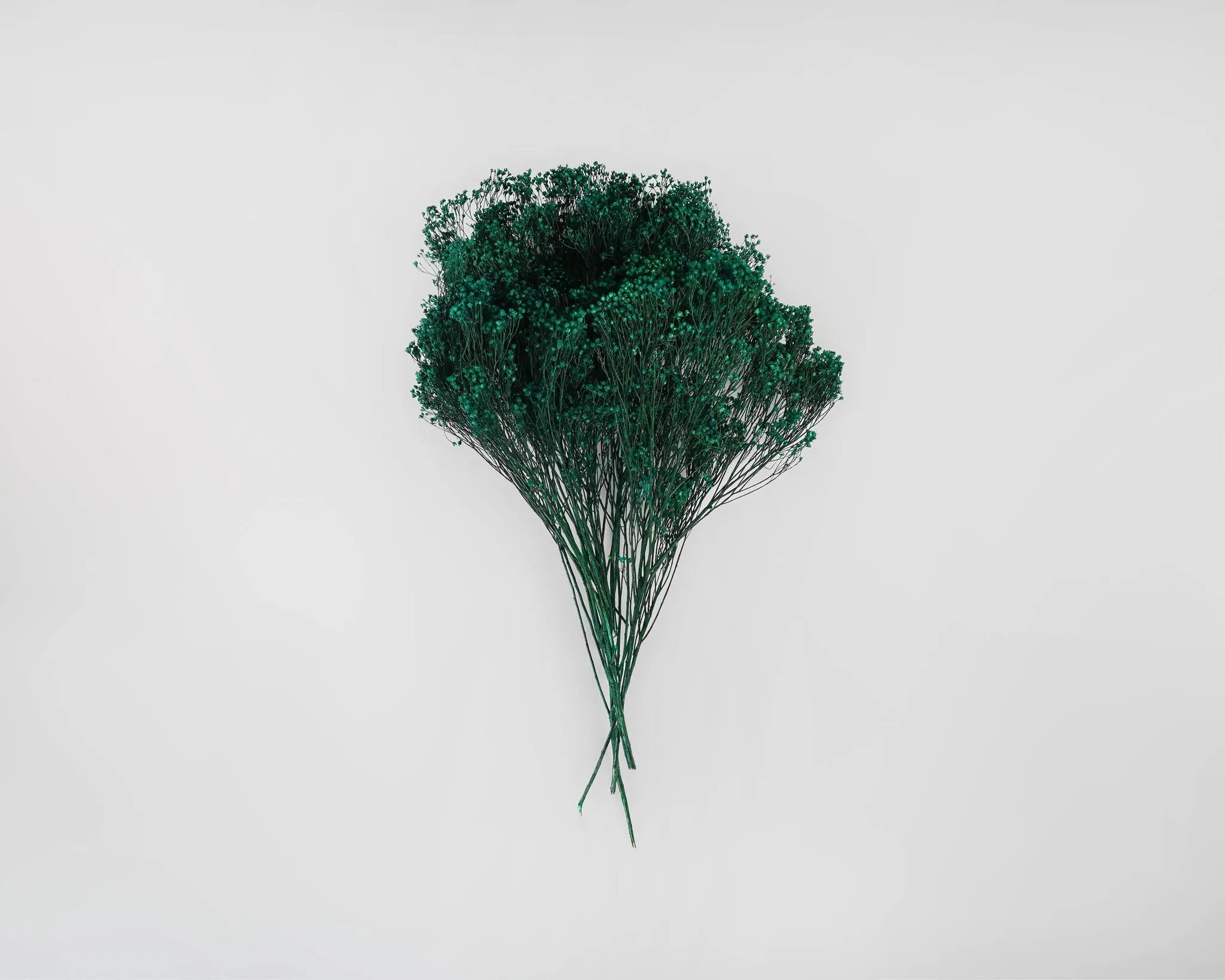 Dried Broom Bloom Flowers - Colors