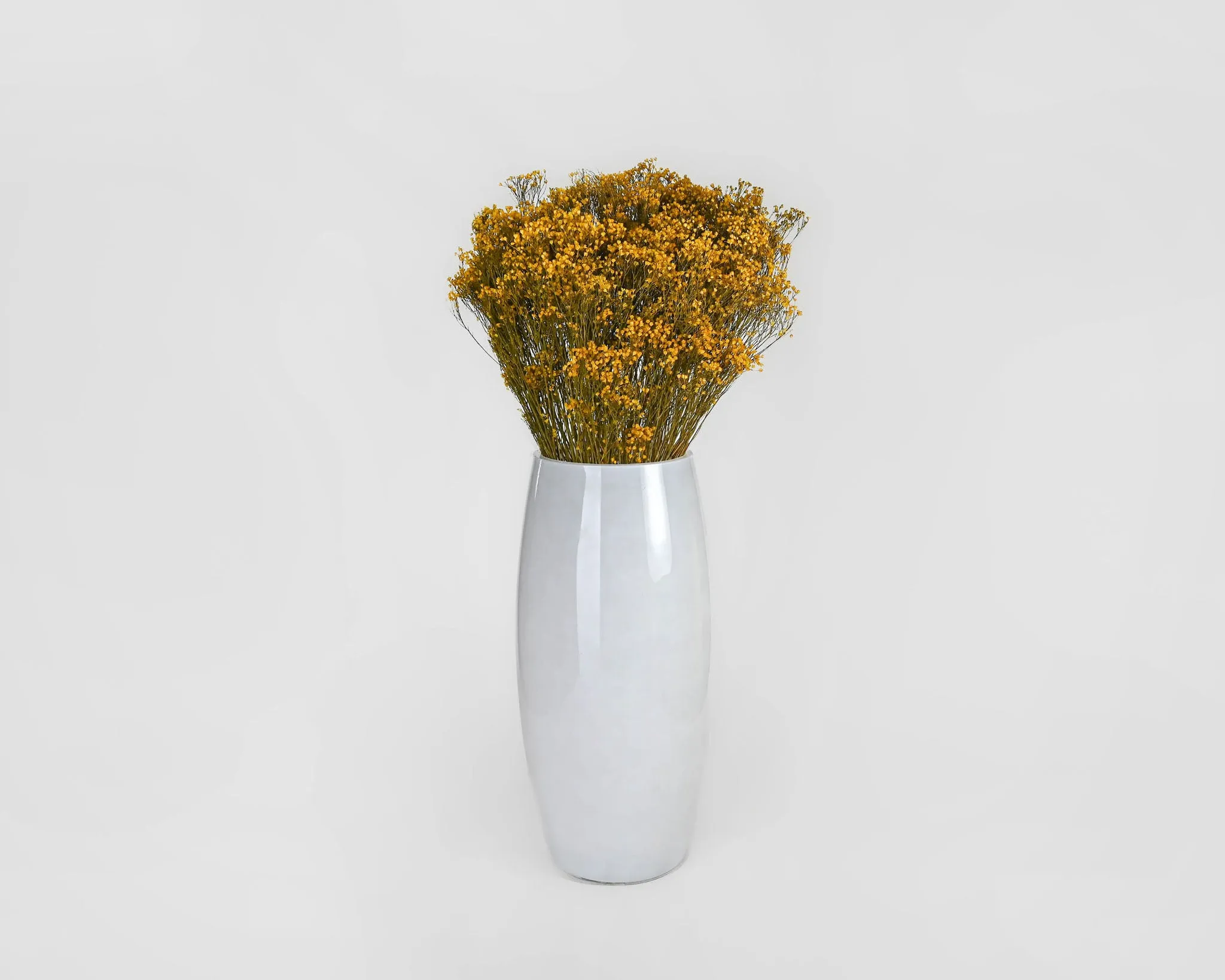 Dried Broom Bloom Flowers - Colors