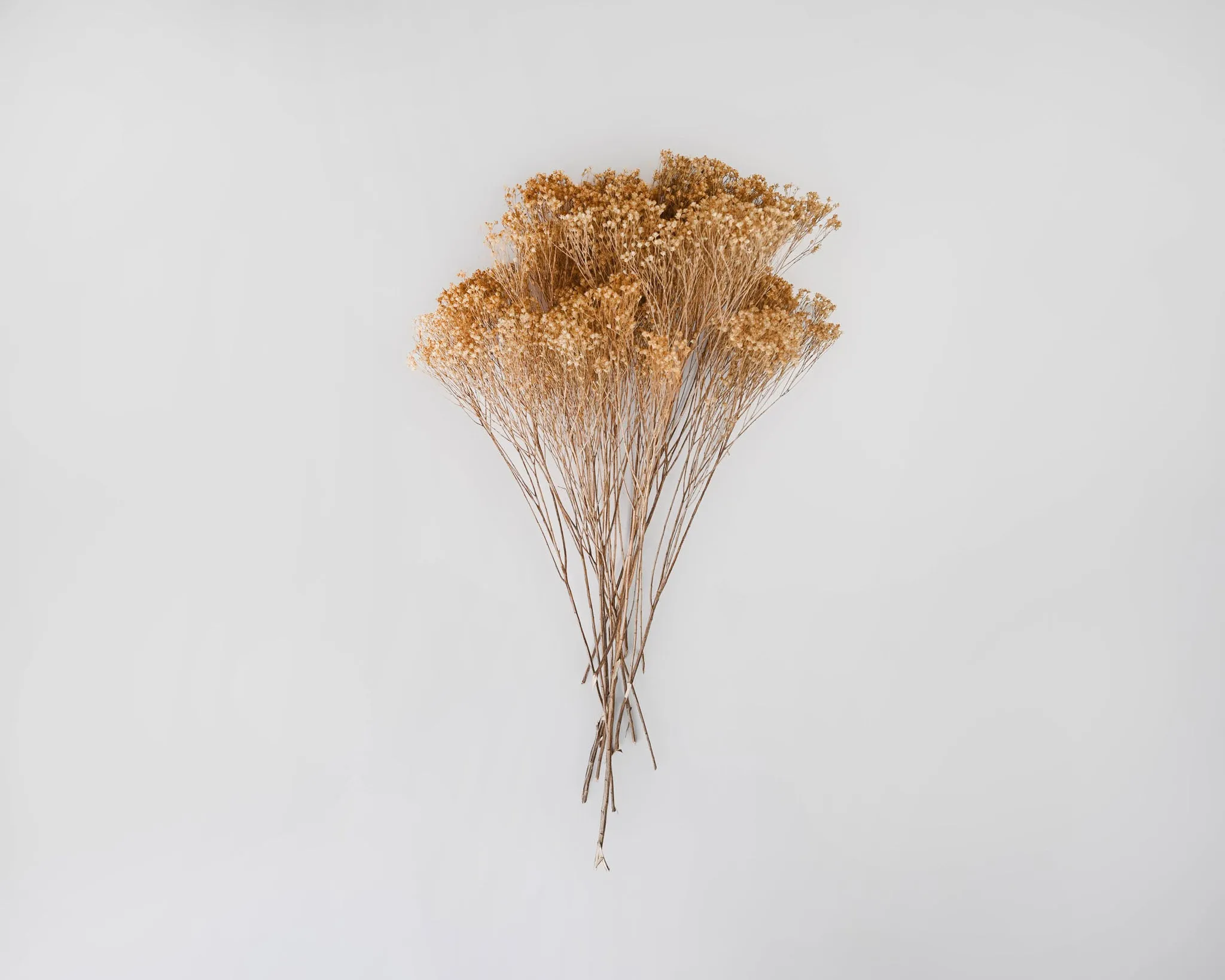 Dried Broom Bloom Flowers - Colors