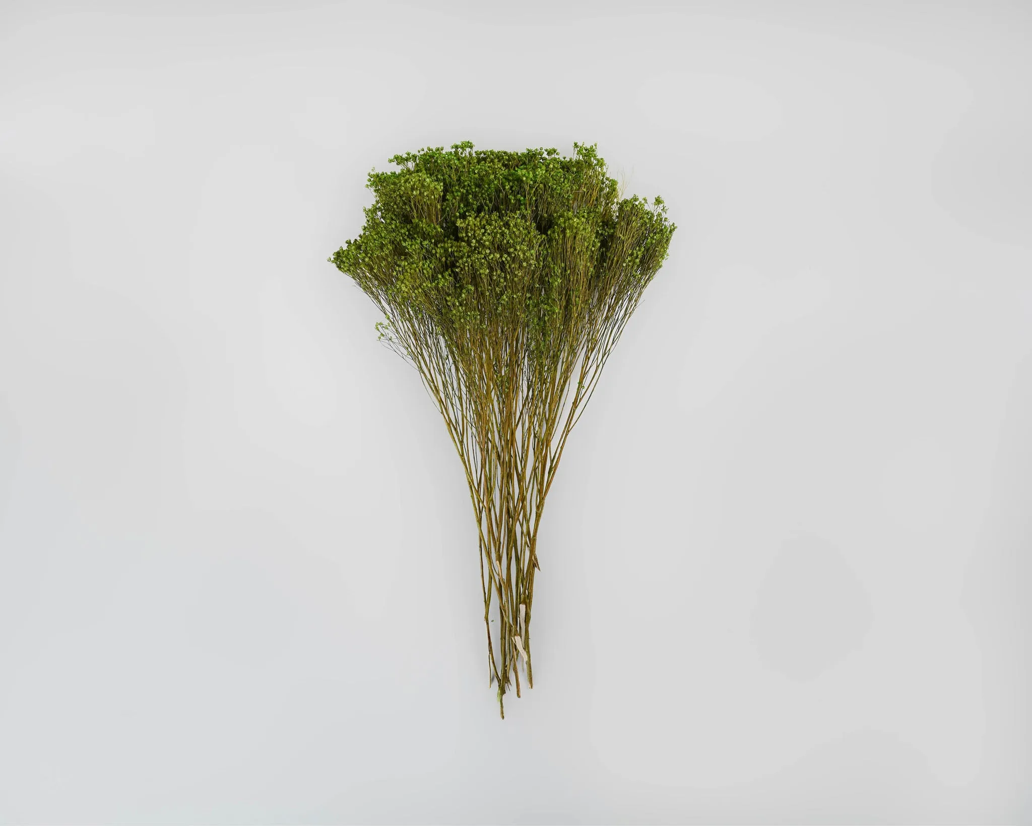 Dried Broom Bloom Flowers - Colors