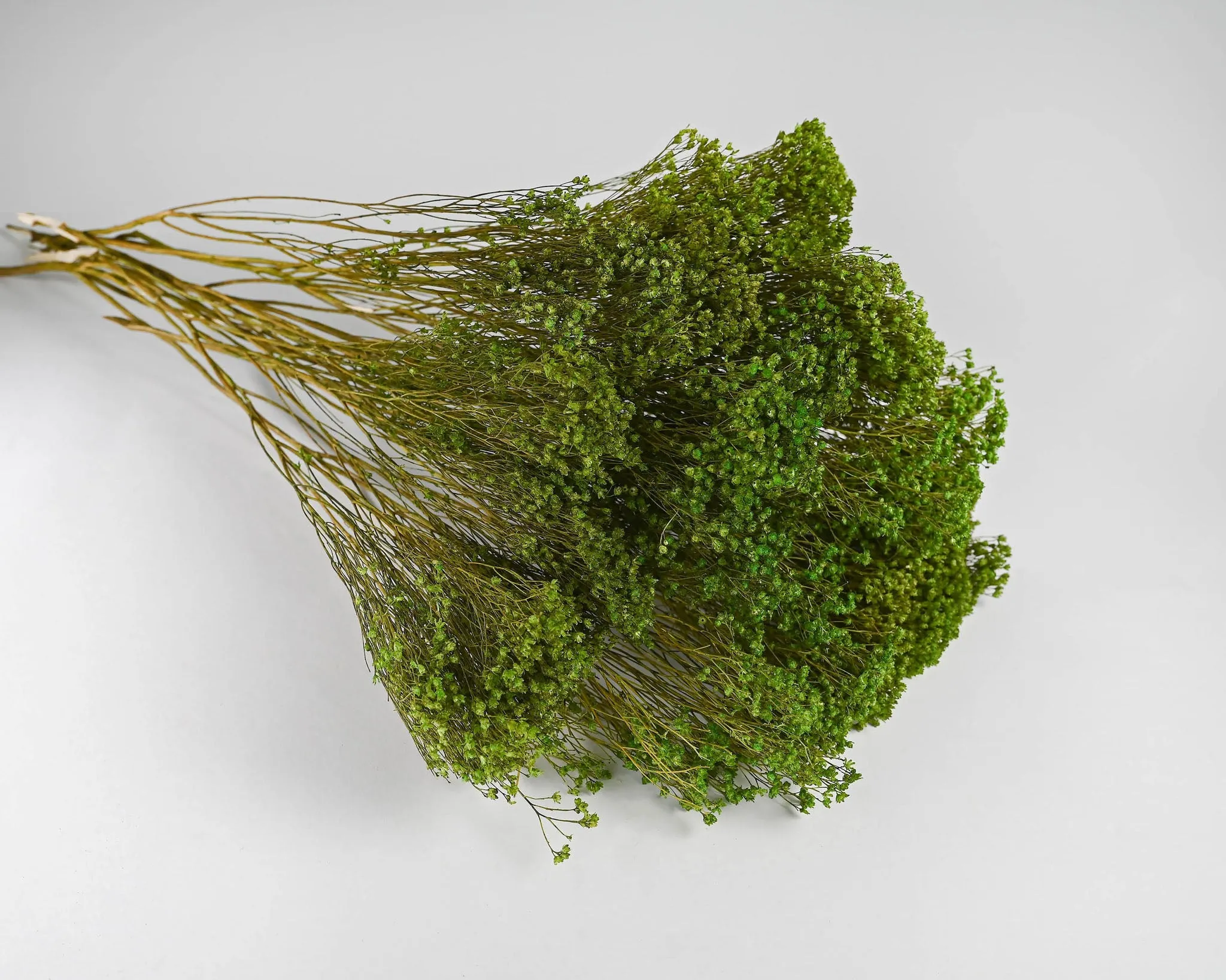 Dried Broom Bloom Flowers - Colors