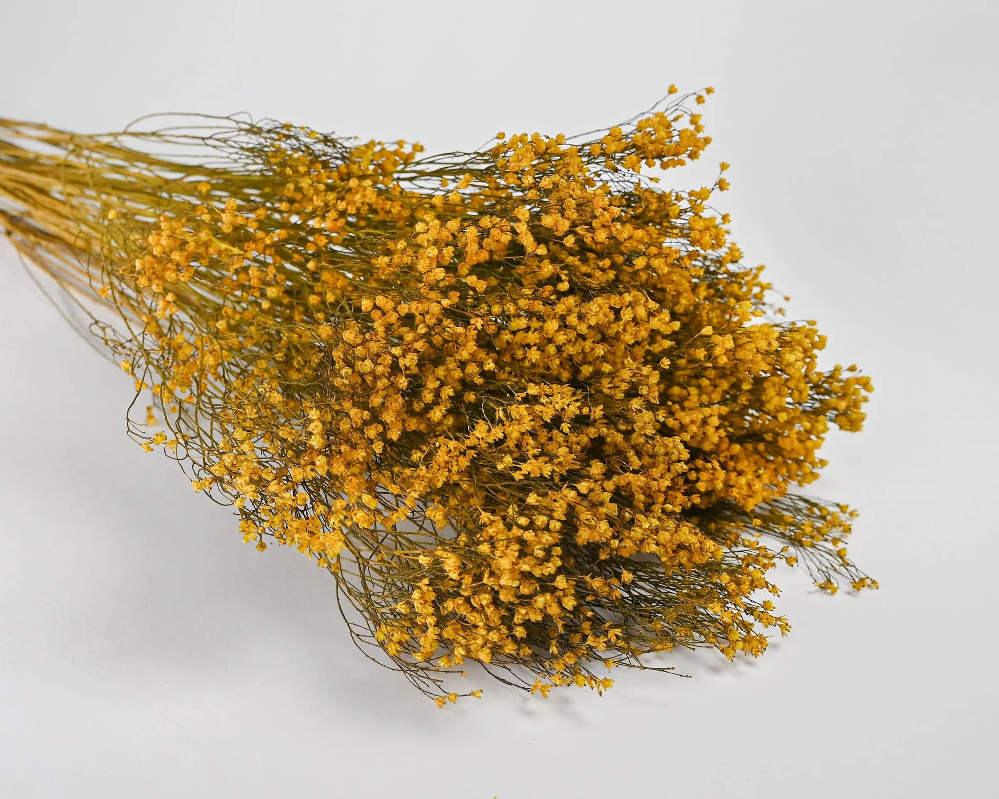 Dried Broom Bloom Flowers - Colors