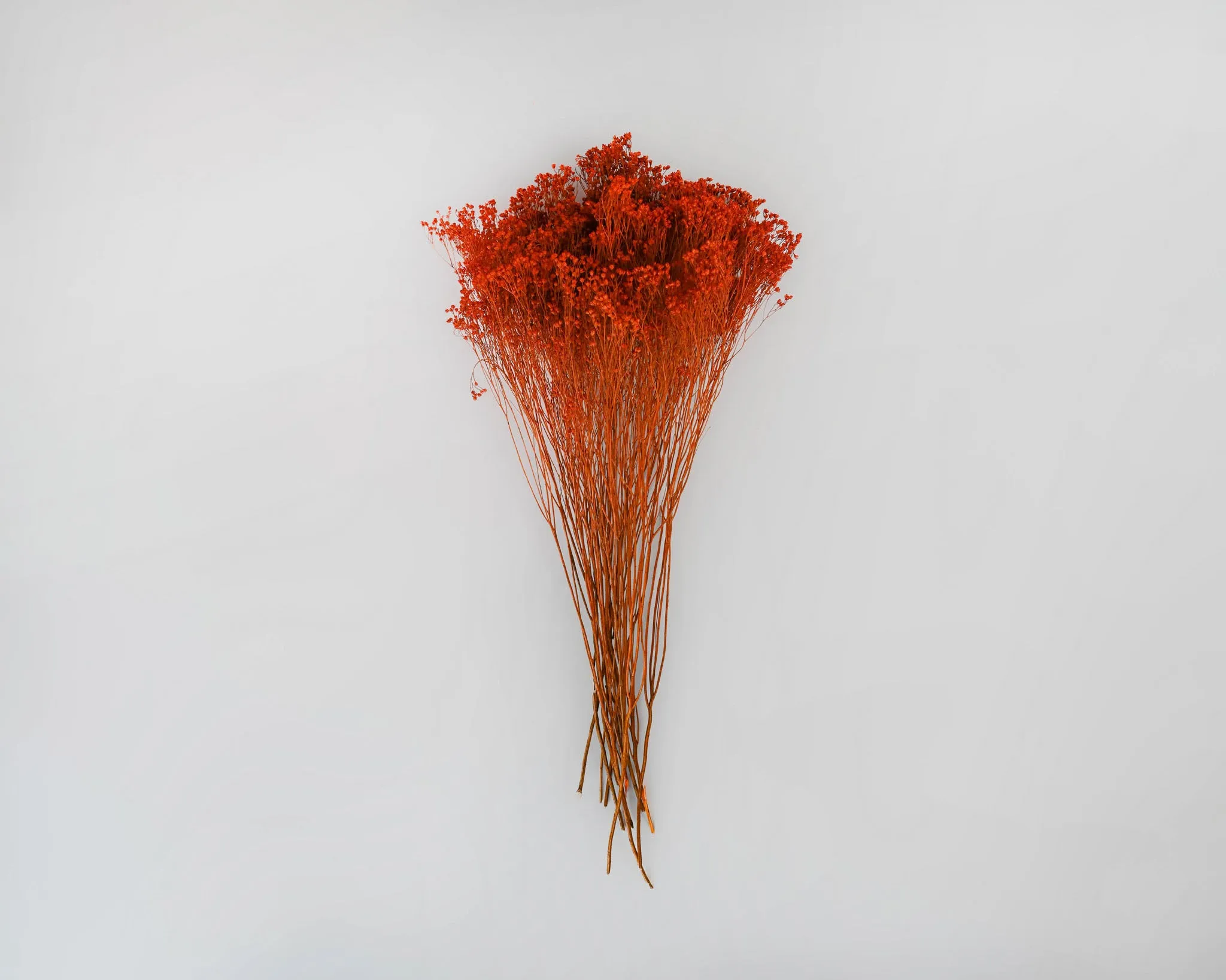 Dried Broom Bloom Flowers - Colors