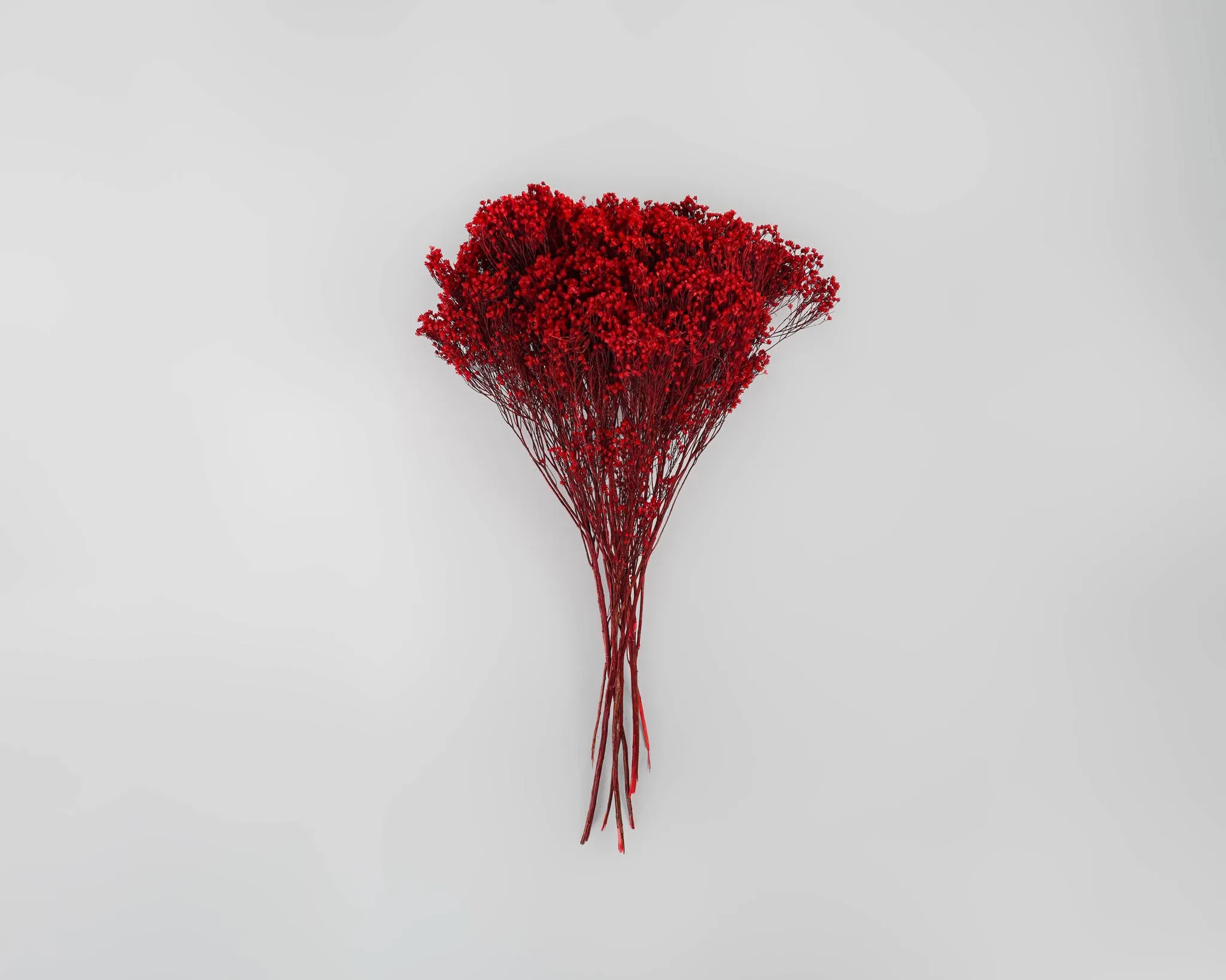 Dried Broom Bloom Flowers - Colors