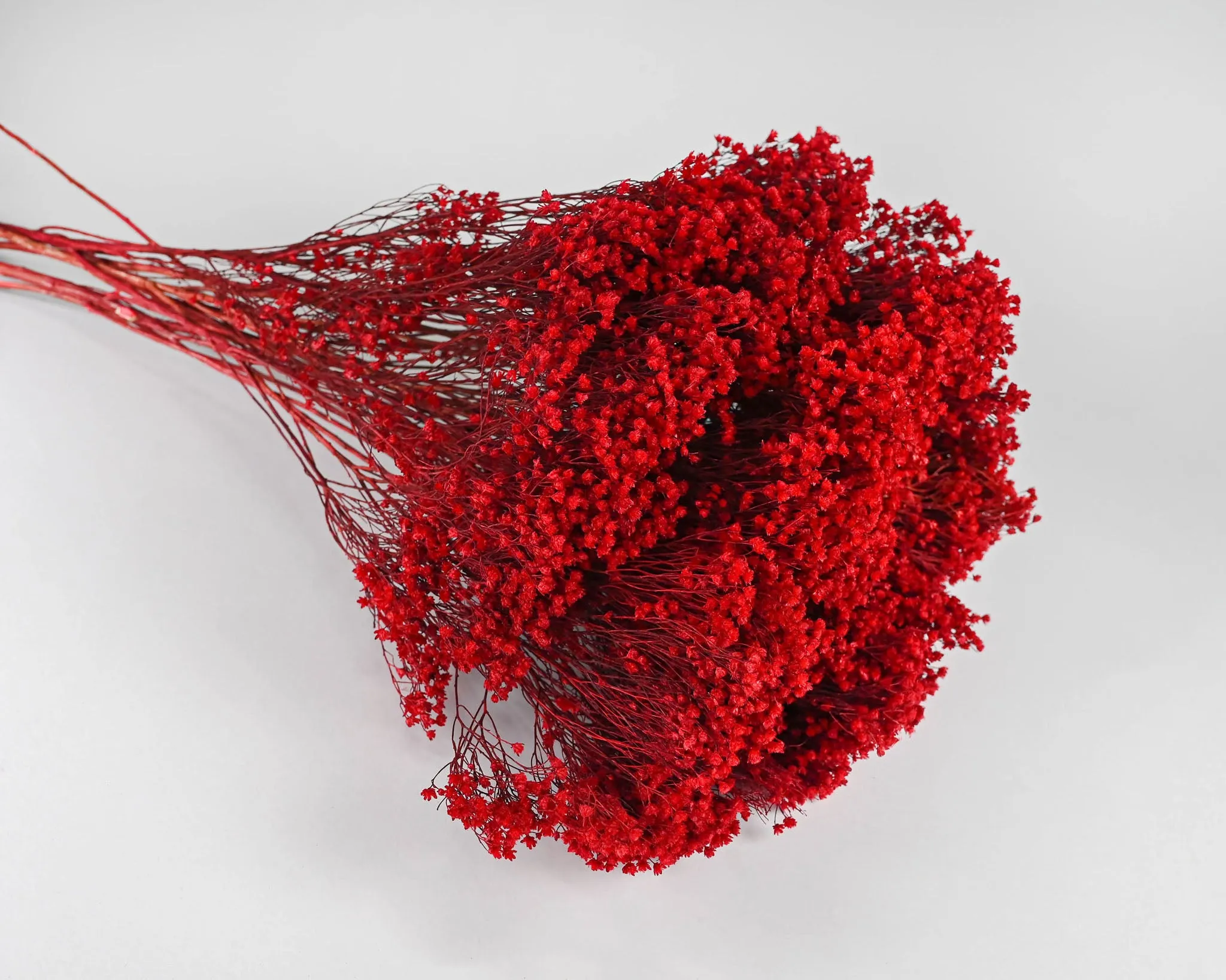 Dried Broom Bloom Flowers - Colors