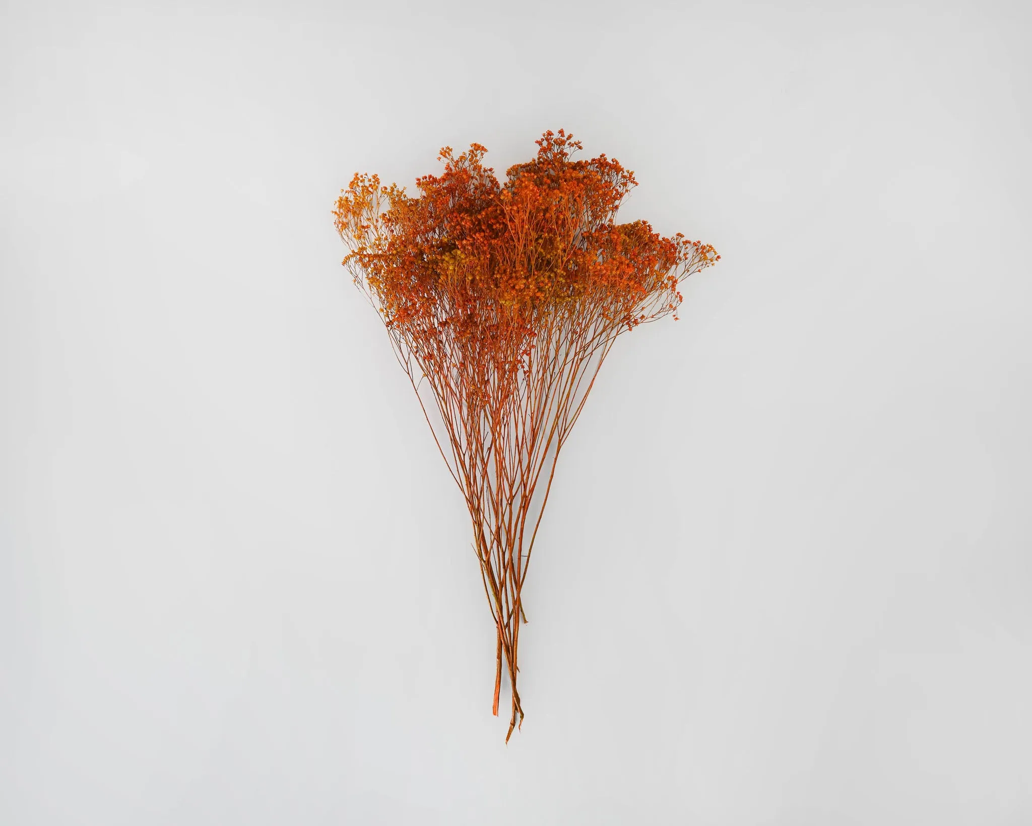 Dried Broom Bloom Flowers - Colors