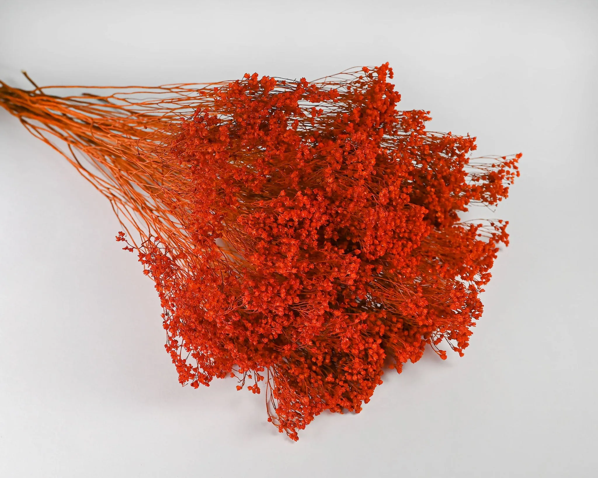 Dried Broom Bloom Flowers - Colors