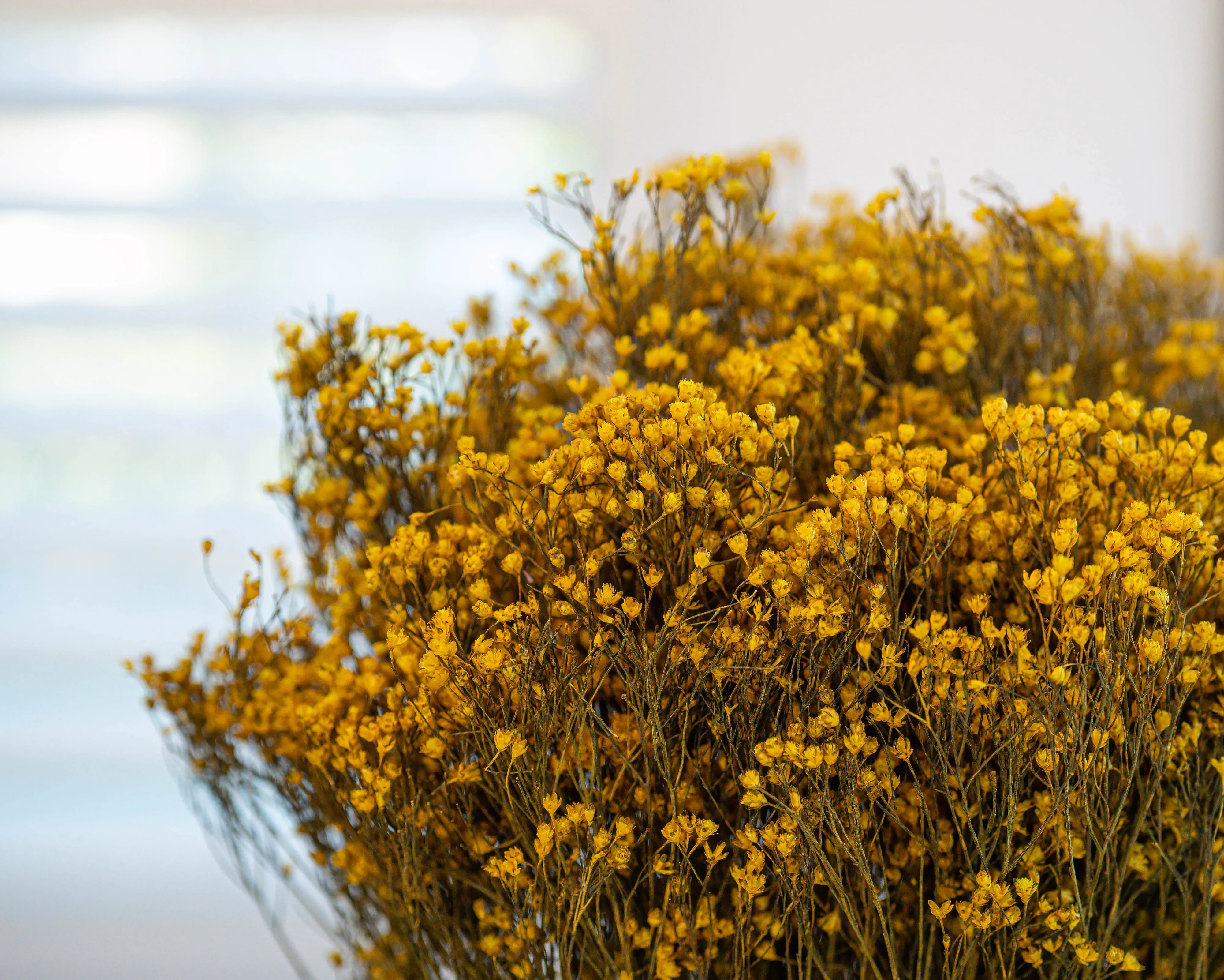 Dried Broom Bloom Flowers - Colors