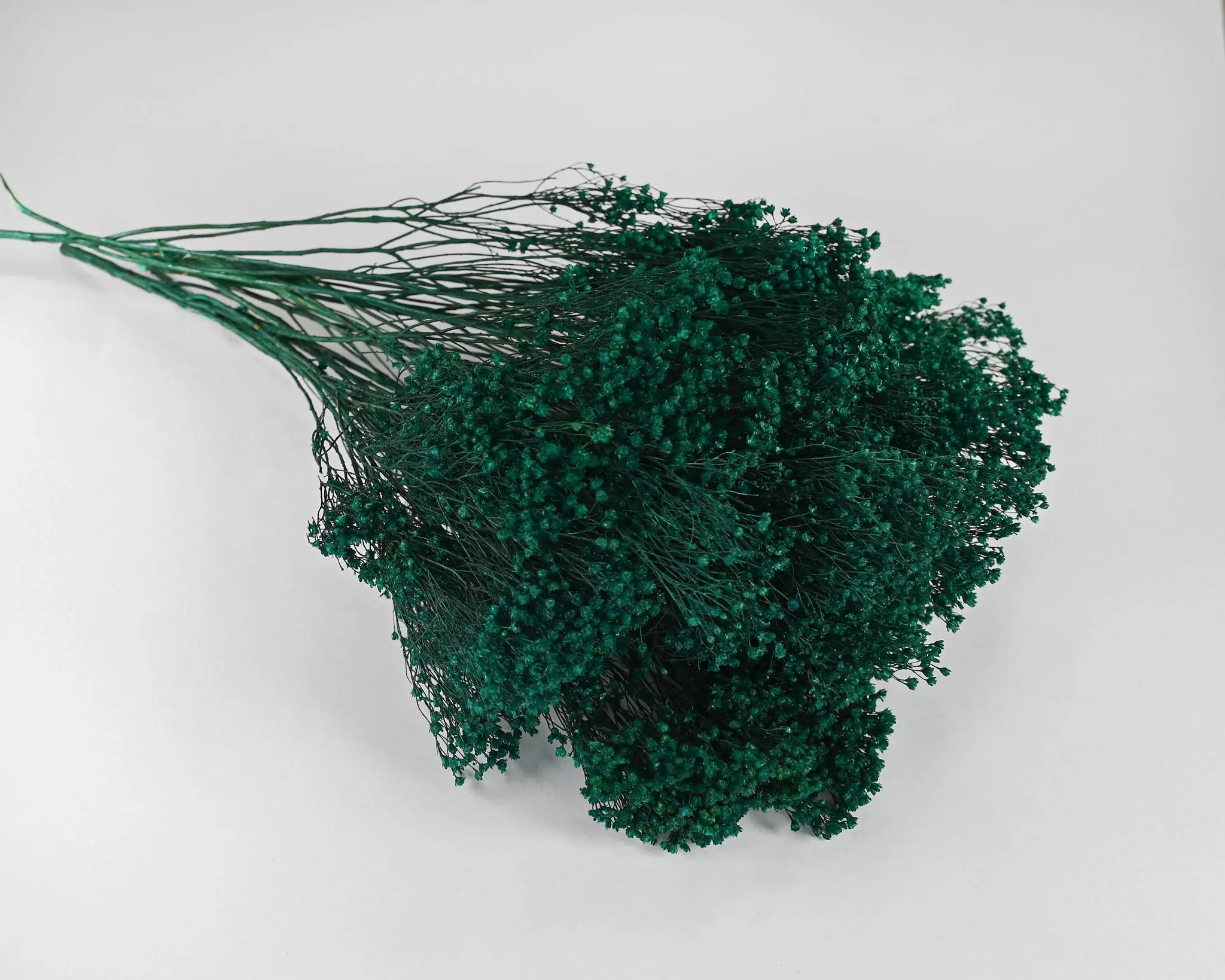 Dried Broom Bloom Flowers - Colors