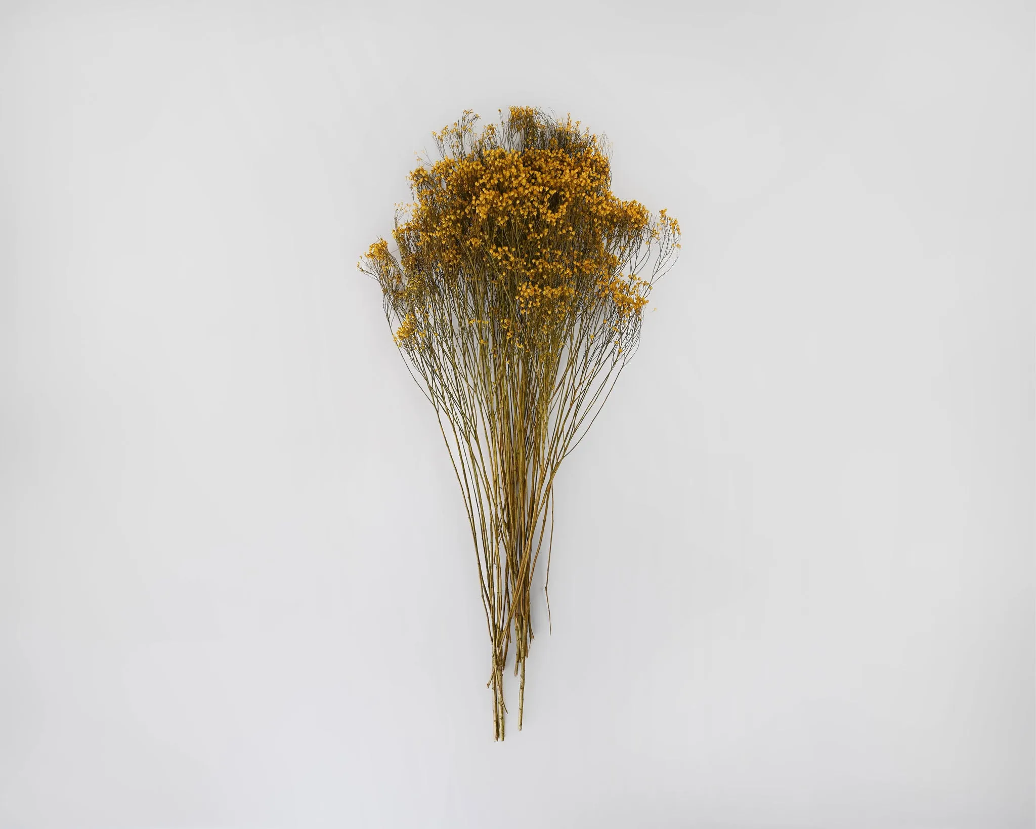 Dried Broom Bloom Flowers - Colors