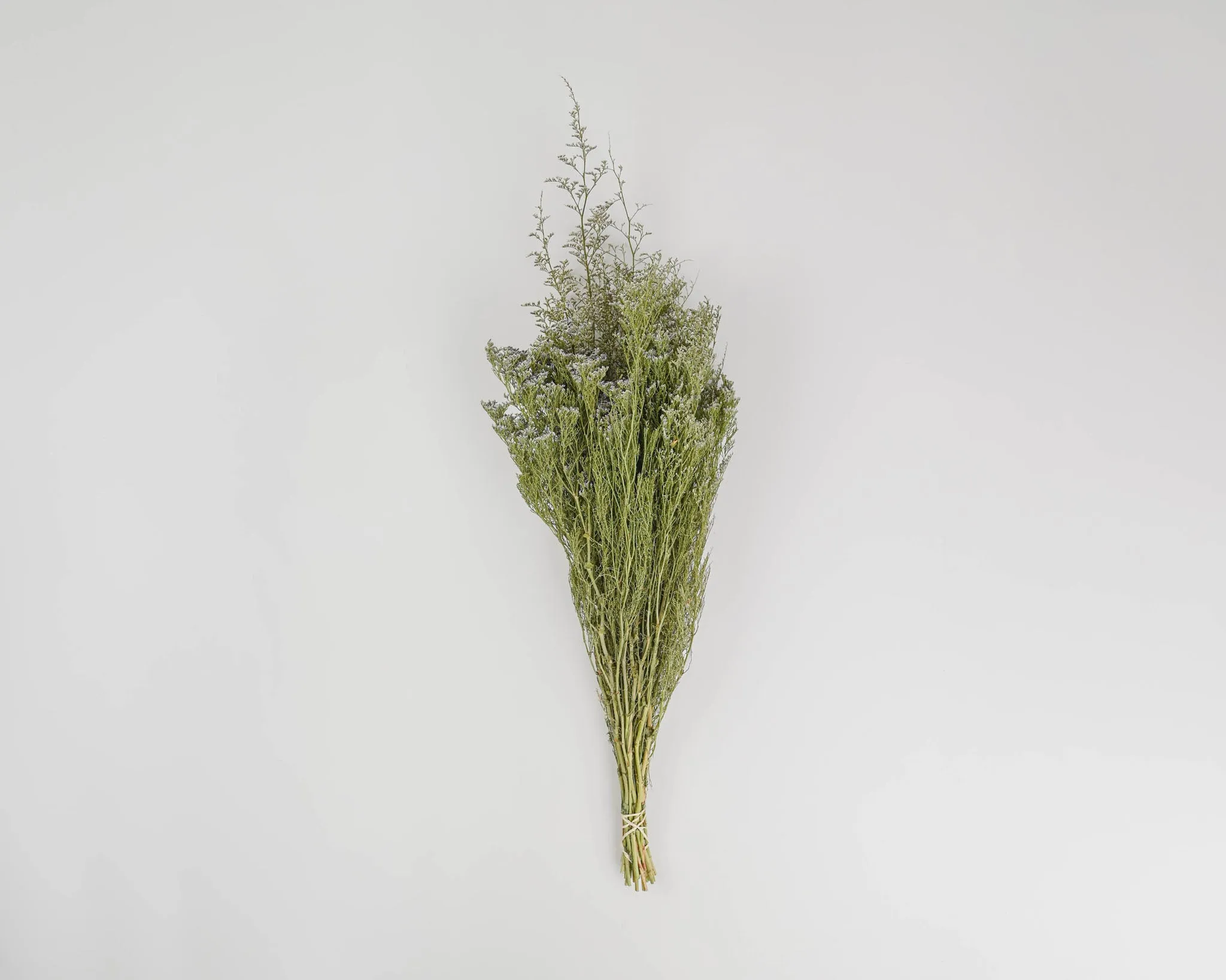 Dried Caspia Flower Bunch or Bulk